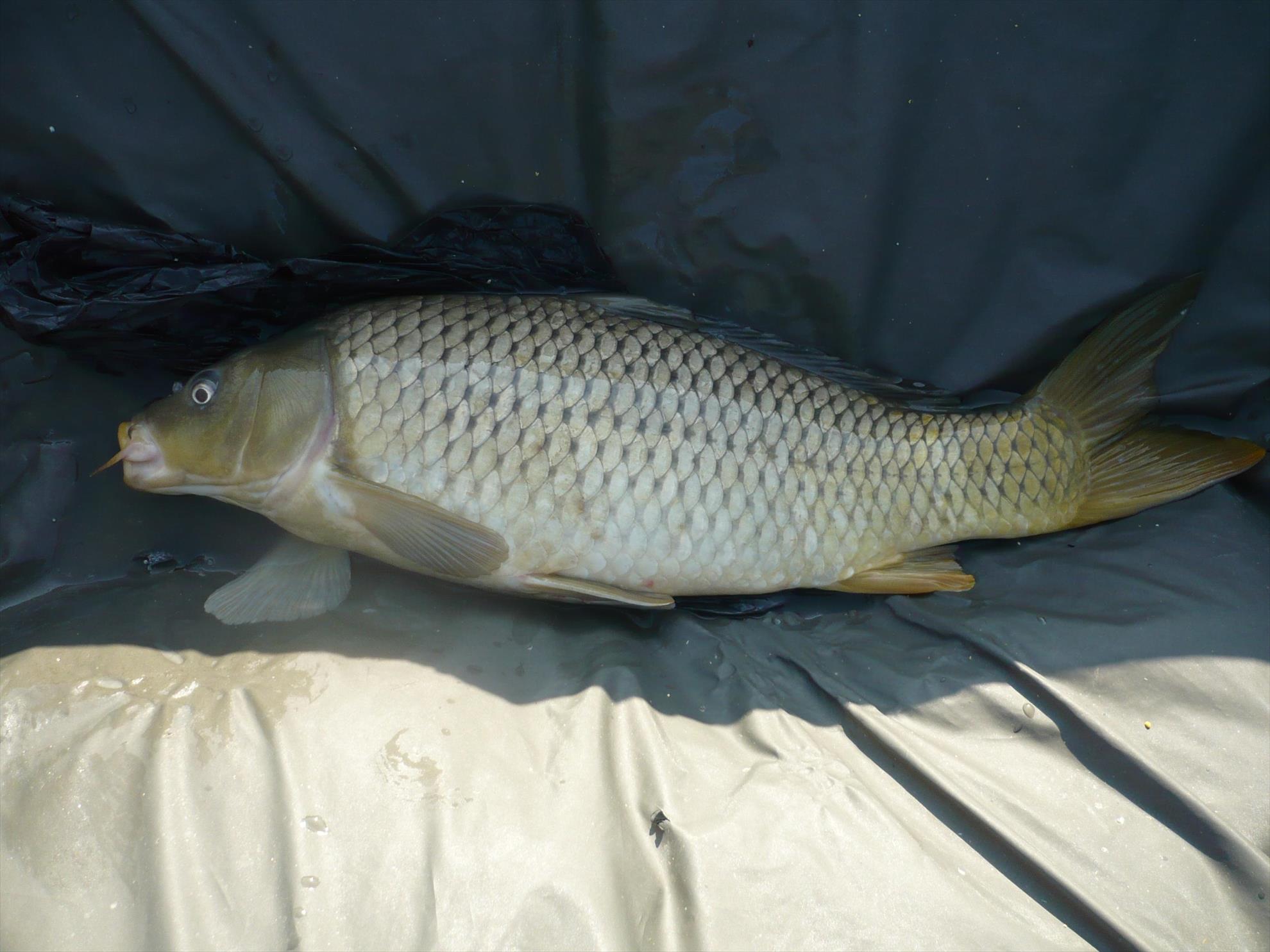 MV2 - 24.OCT.2013 - p1010841.JPG